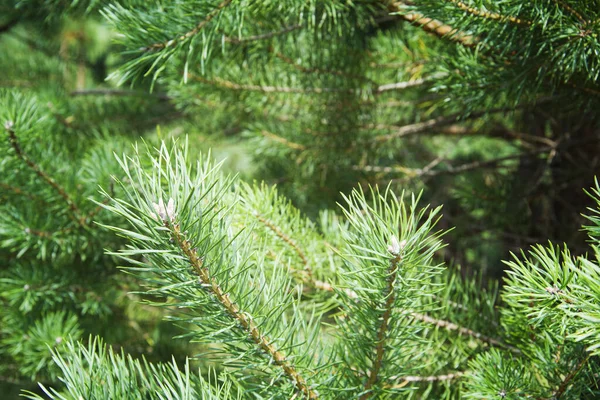 Green spruce branches close-up background — Stock Photo, Image