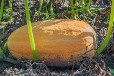Bahçe yatağında büyük bir portakal kabağı yetişiyor.
