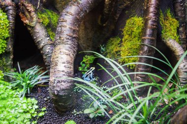 Bataklık, sahil bitkileri ve hayvanlar da dahil olmak üzere yarı deniz canlıları için yapay yaşam alanı oluşturulmuş şeffaf bir tank. Paludarium 'da akvaryum ve teraryum izleri var..