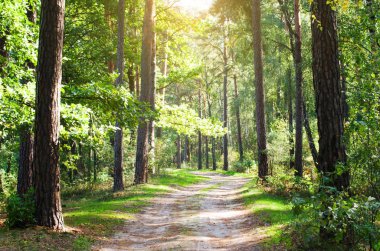 Yaz ormanındaki orman yolu. Çiçek açan yeşillik, vahşi yaşam