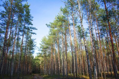 Mavi gökyüzüne karşı yeşil çam ve beyaz huş ağaçları. Orman yolu yolu.