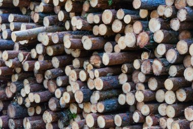 Ahşap kütükler arka planda, ahşap yığınları, ahşap daireler. Ağaç kütükleri yığını. Orman kesim alanı. Devrilmiş ağaç gövdeleri