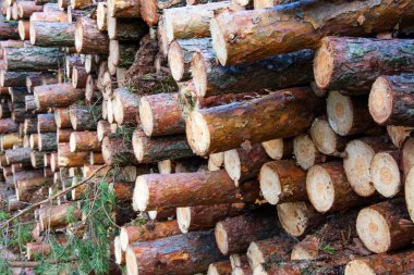 Orman tahrip etme - ormandaki ağaçları kesme. Orman endüstrisi. Ormanda kesilmiş çam ağaçları yığını.