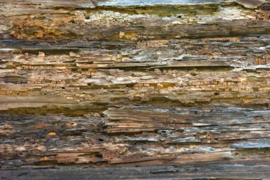 Katmanlı ve çürük ahşap dokusu, soyut arkaplan. Yaşlı yıpranmış Çürük Çatlak Düğümlü Kaba Ahşap Vignetli Grunge dokusu.