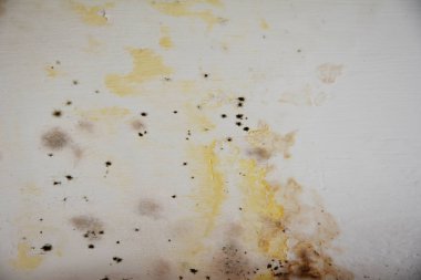 Küf, mantar, beyaz arka planda bakteri. Eski beyaz duvar yüzeyinde küf büyümesi. Tehlikeli alerji. Üst solunum hastalıkları riski