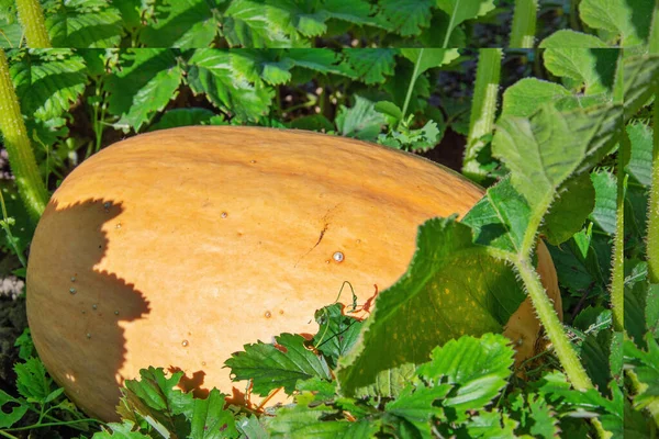 Великий апельсиновий гарбуз росте в садовому ліжку, оточений зеленим листям, врожаєм органічних овочів . — стокове фото