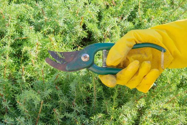 Seorang wanita dengan sarung tangan kuning memotong Bush hijau dengan tang di taman . — Stok Foto