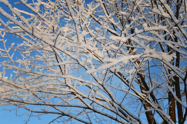 Mañana de invierno helada y soleada. Ramas de árboles cubiertas de nieve . — Foto de Stock