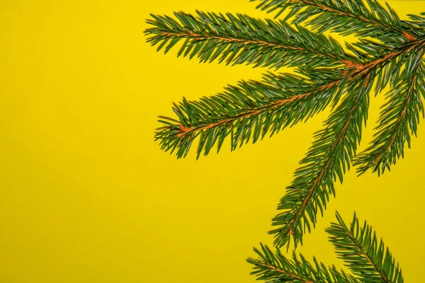 Green lush fir branch Christmas tree on yellow background. Happy New year and Merry Christmas concept. Copyspace for text — Stock Photo, Image