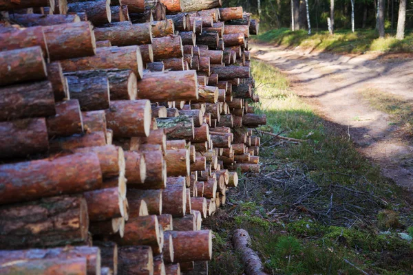 El camino a través de los árboles talados. La tala a gran escala. Corte fresco y listo para el transporte de troncos de pino. Industria forestal . — Foto de Stock