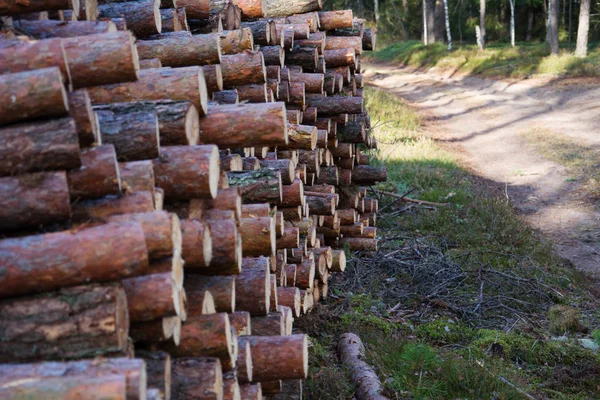 Corte fresco y listo para el transporte de troncos de pino. Industria forestal. Montón de pinos talados en el fondo del bosque. Operaciones comerciales de tala y tala de árboles forestales. Cosecha de madera . — Foto de Stock