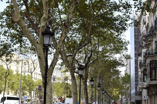 El callejón de la ciudad con álamos. El sendero va hacia el horizonte. A los lados del camino hay faroles con lámparas blancas . —  Fotos de Stock