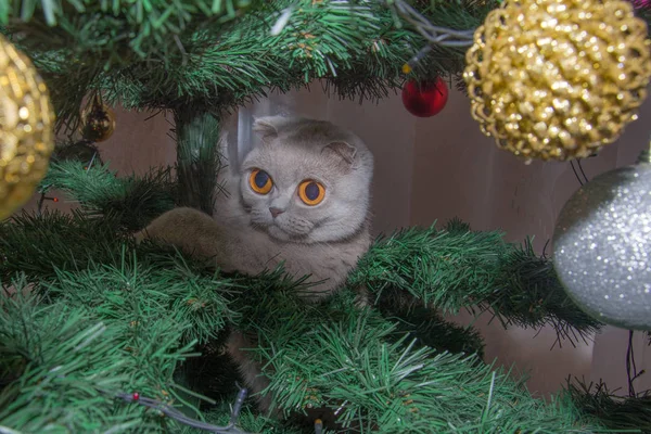 Piękny szary brytyjski krótkowzroczny kot z wielkimi szalonymi oczami siedzący na choince. Scottish krotnie kotek niszczy dekoracji choinki. Wesołych Świąt i szczęśliwego Nowego Roku koncepcja. — Zdjęcie stockowe
