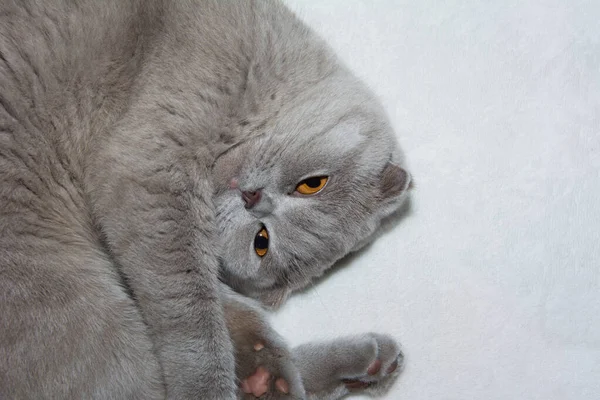 睡梦中的灰色英国折叠式短毛猫卷成一个白色背景的球。 文本的复制空间. — 图库照片