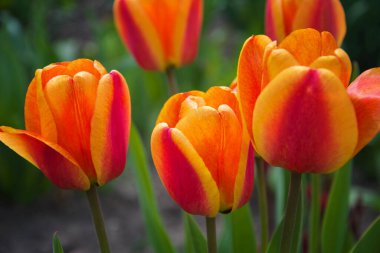 Yeşil yapraklı bahar arkaplanlı lale çiçekleri. Bahçede portakal çiçekleri. Çiçek arkaplanı.