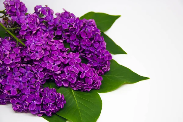 Branches Lilac White Background — Stock Photo, Image