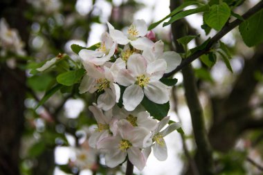 Elma ağacının bahar çiçekleri. Güzel zaman.