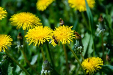 yeşil çimenlikteki bahar sarısı karahindibalar. Bir arka plan gibi görünüyor.