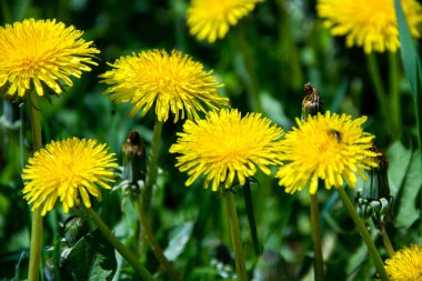 yeşil çimenlikteki bahar sarısı karahindibalar. Bir arka plan gibi görünüyor.