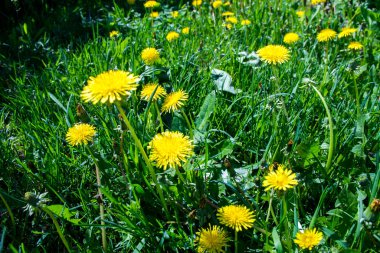 yeşil çimenlikteki bahar sarısı karahindibalar. Bir arka plan gibi görünüyor.