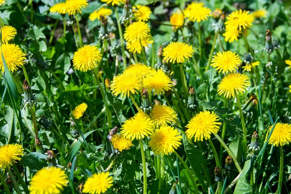 Весна Желтые Цветы Одуванчики Зеленой Траве Похоже Фон — стоковое фото