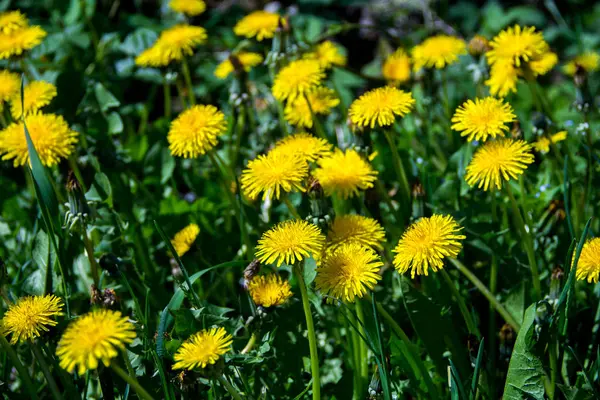 Frühlingsgelb Blüht Löwenzahn Grünen Gras Sieht Aus Wie Ein Hintergrund — Stockfoto