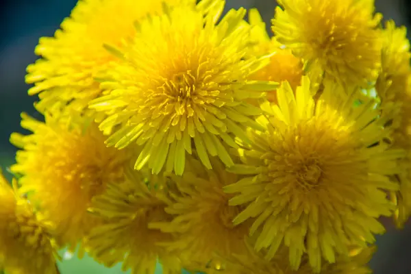 Весенние Желтые Цветы Одуванчики Похоже Фон — стоковое фото