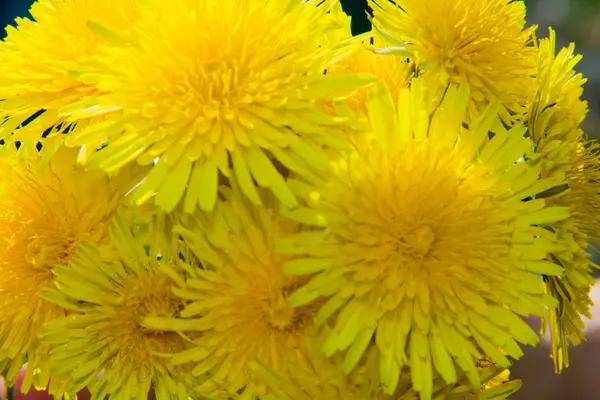 Frühlingsgelbe Blüten Löwenzahn Sieht Aus Wie Ein Hintergrund — Stockfoto