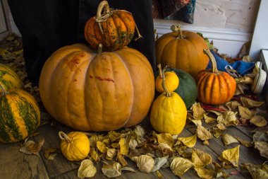 Cadılar Bayramı süslemeleri. Güz yapraklı bir ağda kabaklar