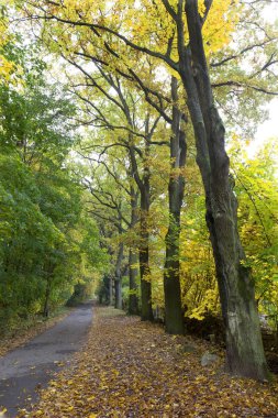 Güzel sonbahar ormanda Güney Bohemia, Çek Cumhuriyeti