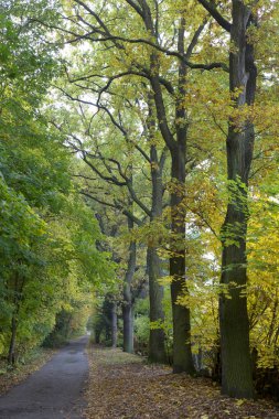 Güzel sonbahar ormanda Güney Bohemia, Çek Cumhuriyeti