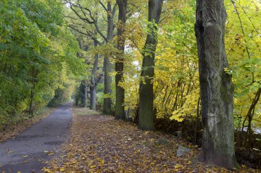 Güzel sonbahar ormanda Güney Bohemia, Çek Cumhuriyeti