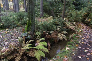 Güzel sonbahar ormanda Güney Bohemia, Çek Cumhuriyeti