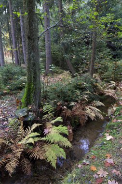 Güzel sonbahar ormanda Güney Bohemia, Çek Cumhuriyeti