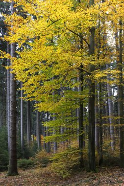 Güzel sonbahar ormanda Güney Bohemia, Çek Cumhuriyeti