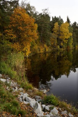 Güzel sonbahar ormanda Güney Bohemia, Çek Cumhuriyeti