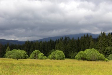 Yeşil manzara yaz dağlar Magura Slovakya temizleyin
