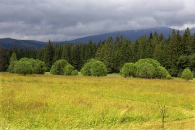 Yeşil manzara yaz dağlar Magura Slovakya temizleyin