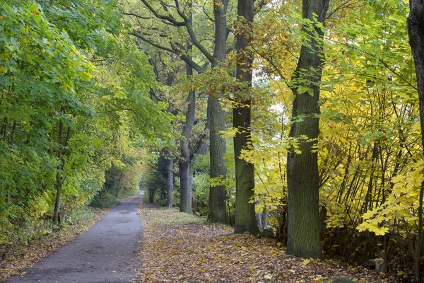 Güzel sonbahar ormanda Güney Bohemia, Çek Cumhuriyeti