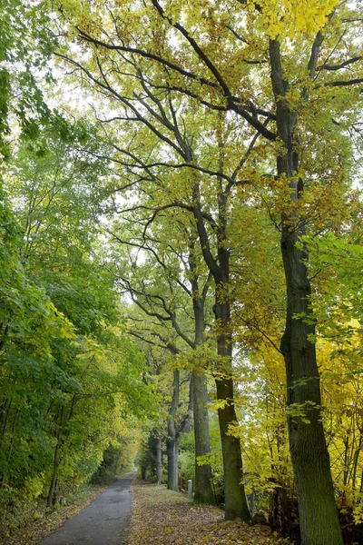 Güzel sonbahar ormanda Güney Bohemia, Çek Cumhuriyeti