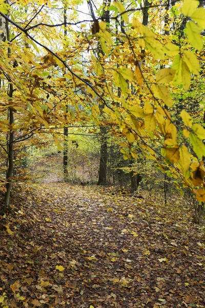 Beautiful autumn Forest in south Bohemia, Czech Republic — Stock Photo, Image