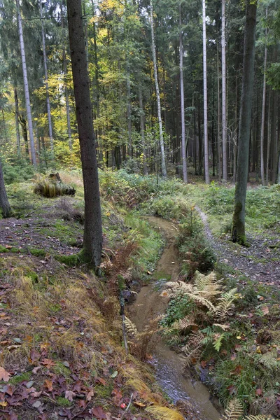 Güzel sonbahar ormanda Güney Bohemia, Çek Cumhuriyeti — Stok fotoğraf