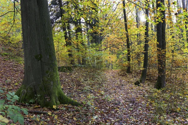 Piękna jesień las w południowych Czechach, Republika Czeska — Zdjęcie stockowe