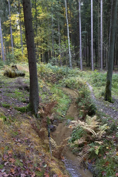 Güzel sonbahar ormanda Güney Bohemia, Çek Cumhuriyeti