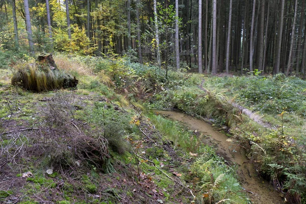 Güzel sonbahar ormanda Güney Bohemia, Çek Cumhuriyeti