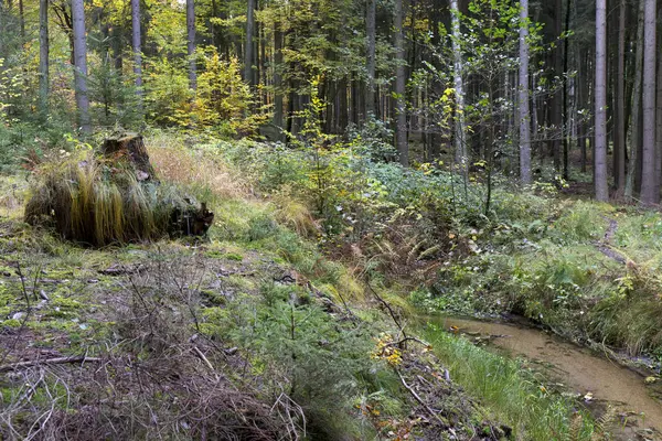 Güzel sonbahar ormanda Güney Bohemia, Çek Cumhuriyeti — Stok fotoğraf