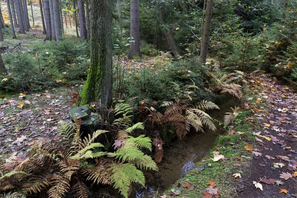 Güzel sonbahar ormanda Güney Bohemia, Çek Cumhuriyeti