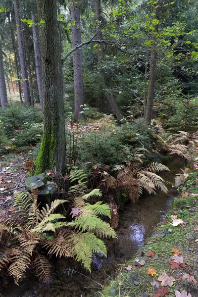 Güzel sonbahar ormanda Güney Bohemia, Çek Cumhuriyeti