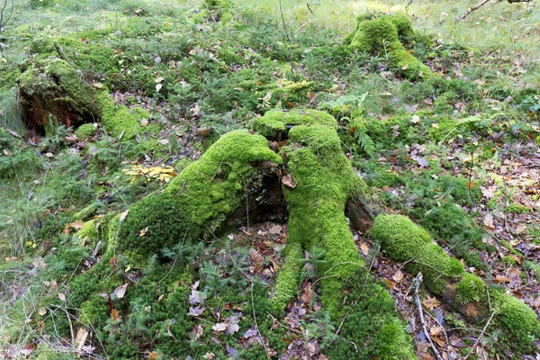 Belle forêt d'automne dans le sud de la Bohême, République tchèque — Photo