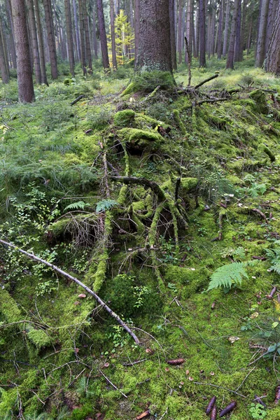 Bela floresta de outono no sul da Boêmia, República Checa — Fotografia de Stock